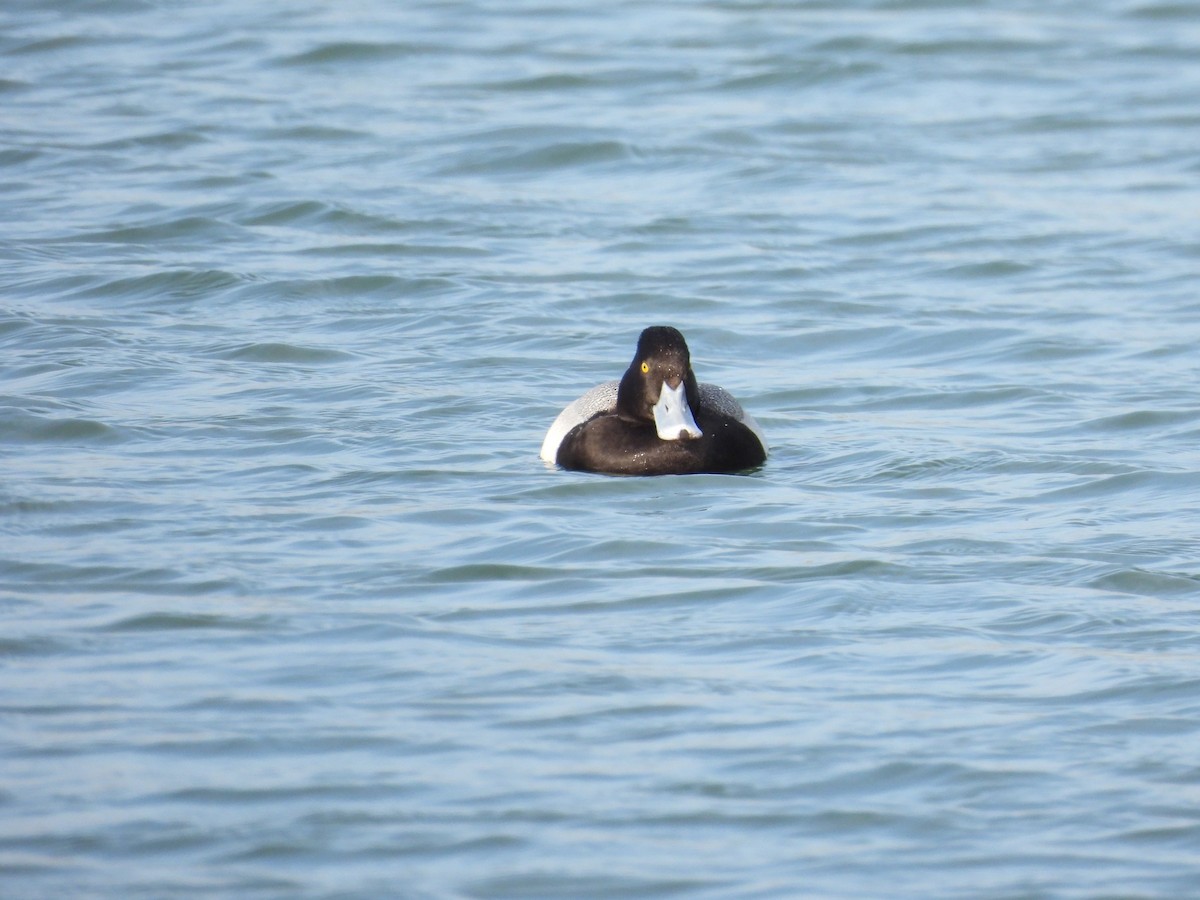 Lesser Scaup - ML616022880