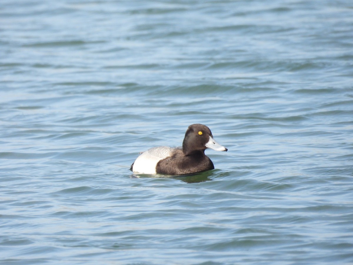 Lesser Scaup - Ralph Carlson