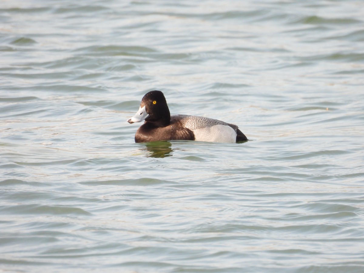 Lesser Scaup - ML616022882