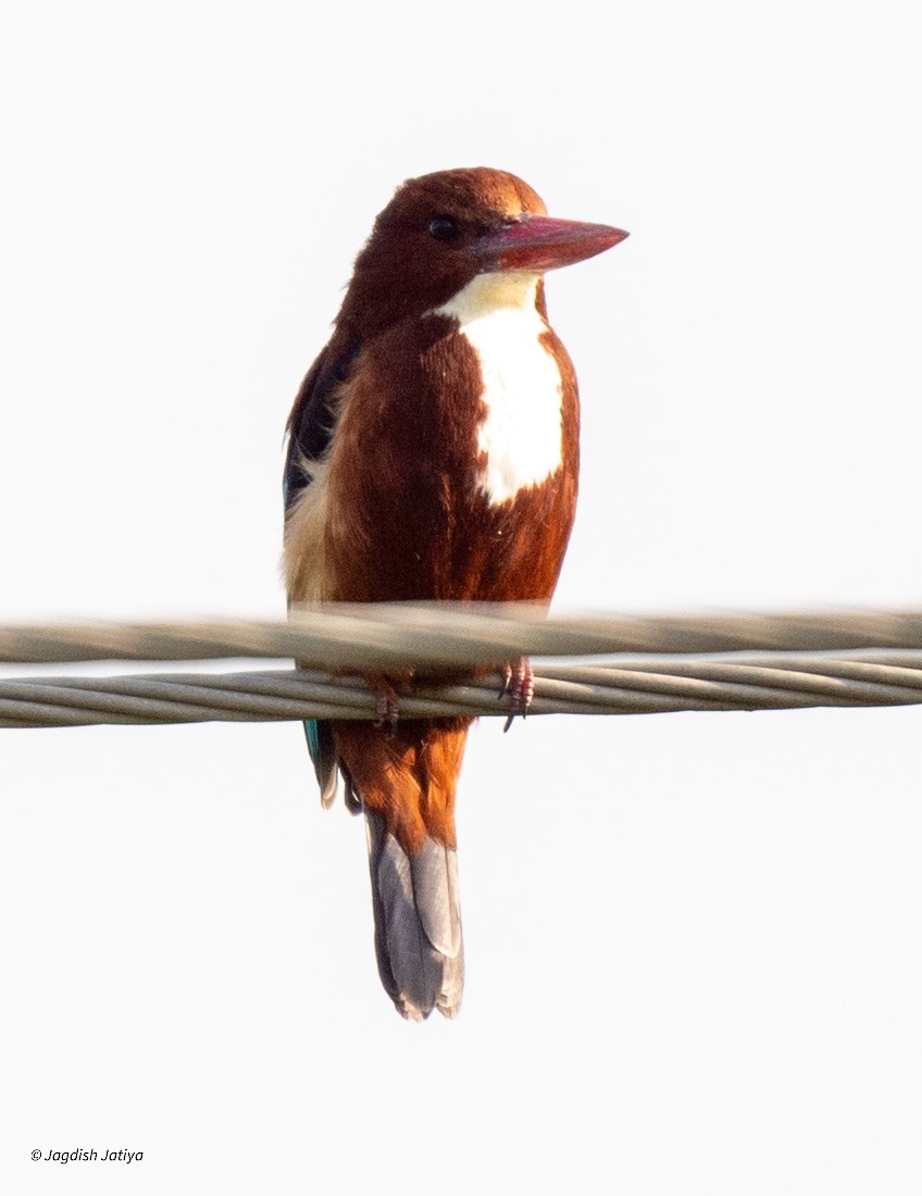 White-throated Kingfisher - Jagdish Jatiya