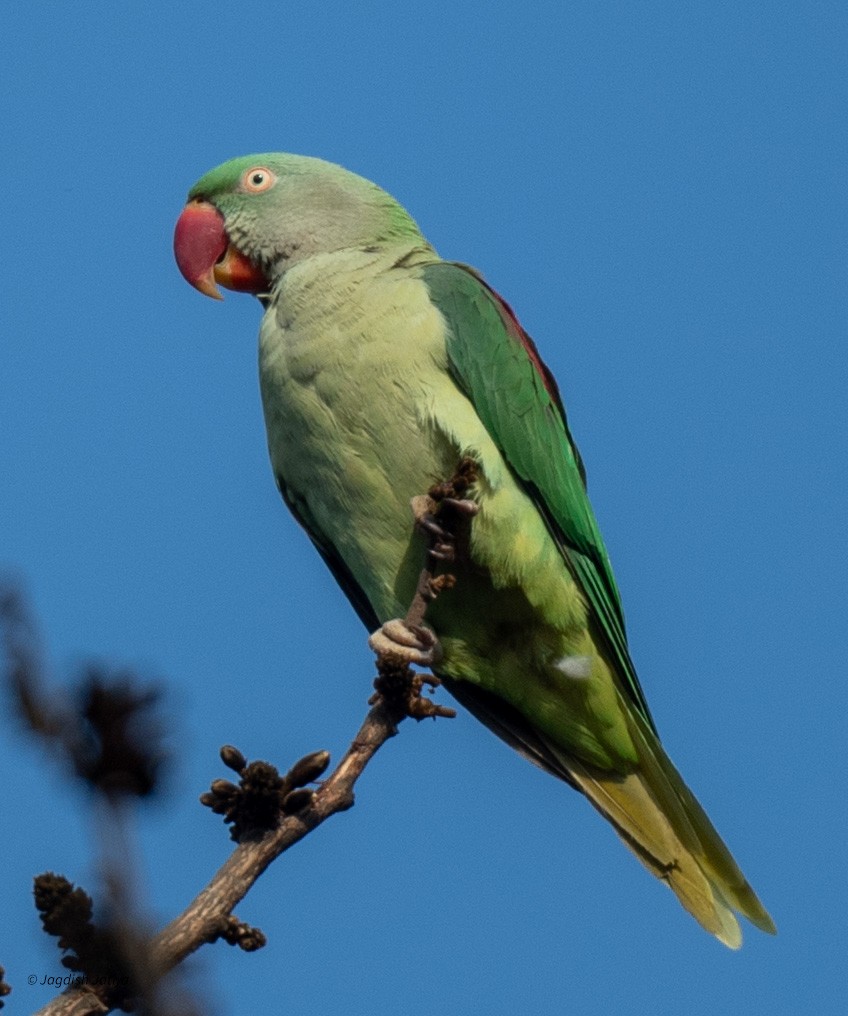 Alexandrine Parakeet - Jagdish Jatiya