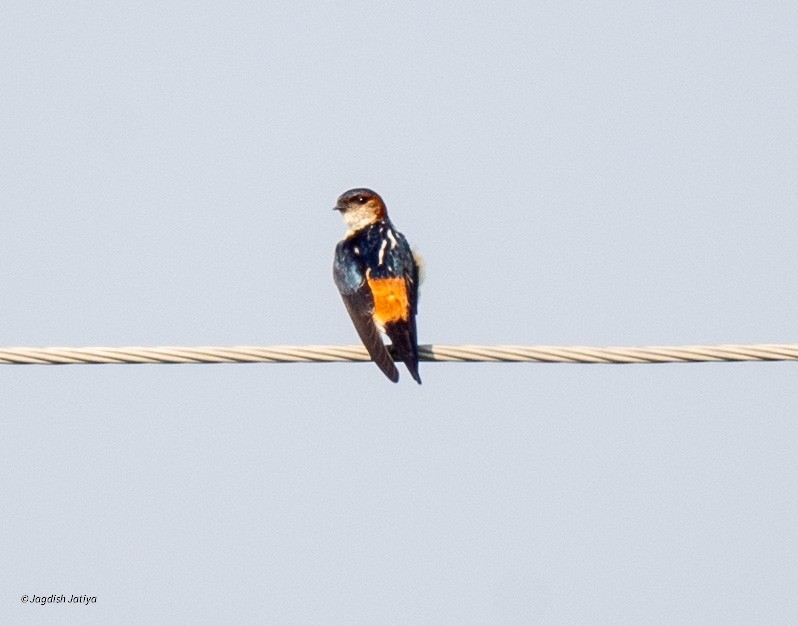 Red-rumped Swallow - Jagdish Jatiya