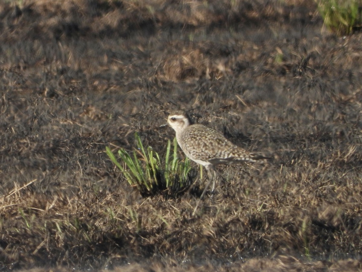 American Golden-Plover - ML616023077
