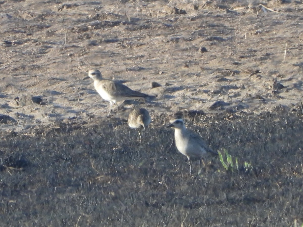 American Golden-Plover - ML616023078