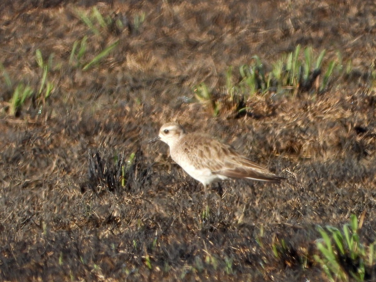American Golden-Plover - ML616023079