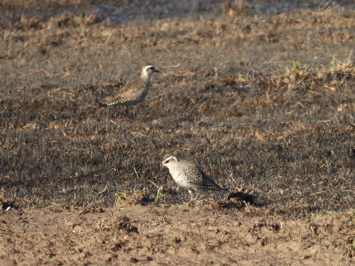 American Golden-Plover - ML616023080