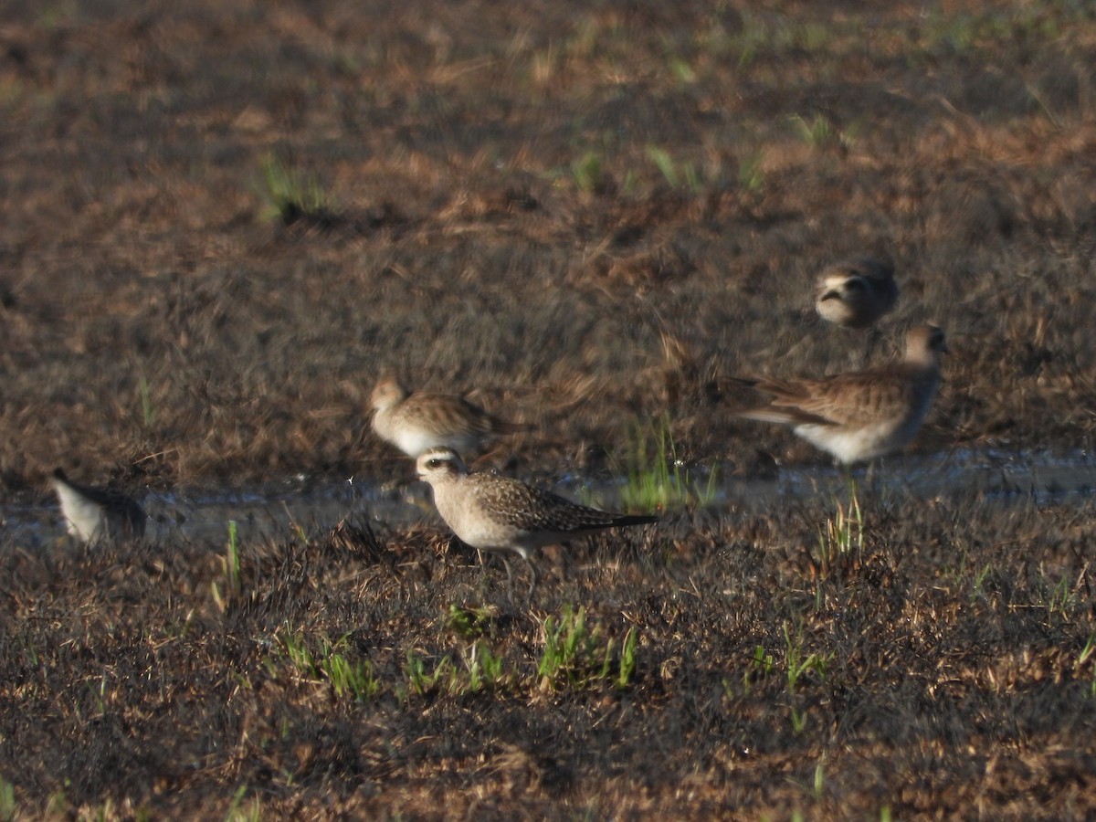 American Golden-Plover - ML616023081