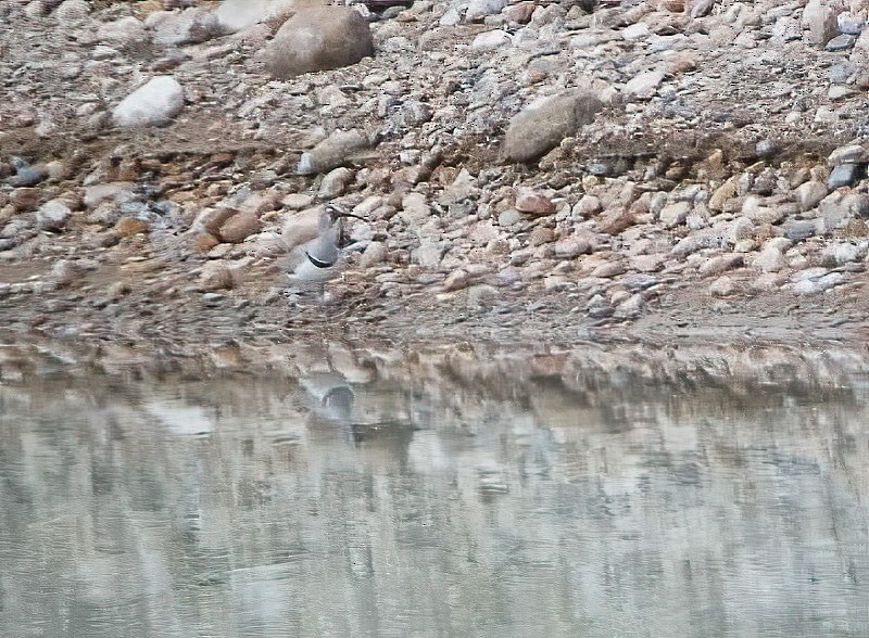 Bec-d'ibis tibétain - ML616023160
