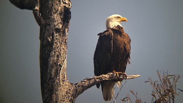 Bald Eagle - ML616023178