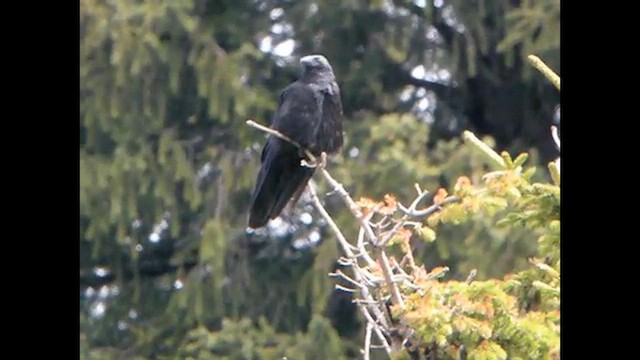 Carrion Crow - ML616023180