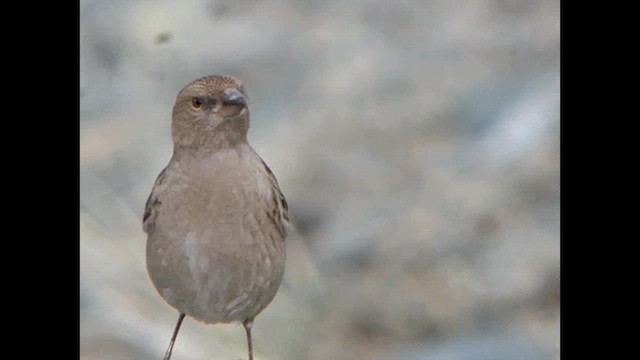 Plain Mountain Finch - ML616023185