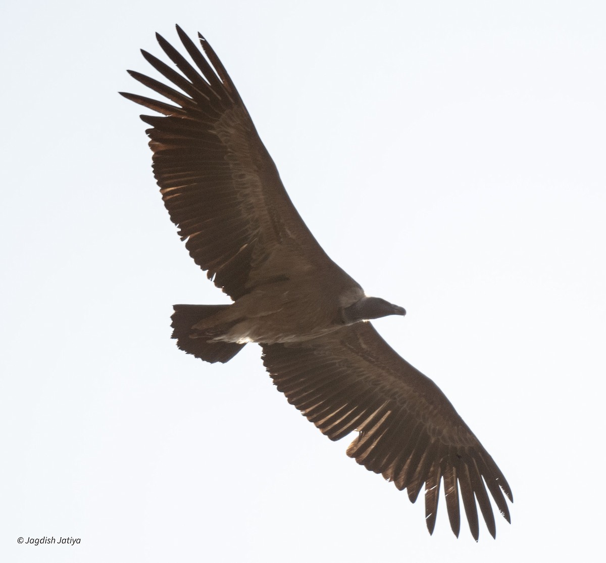 Indian Vulture - Jagdish Jatiya