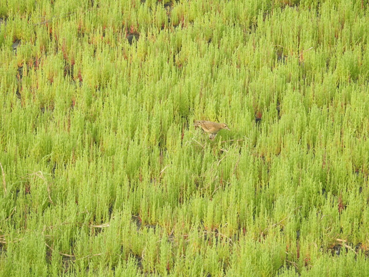 Richard's Pipit - ML616023219