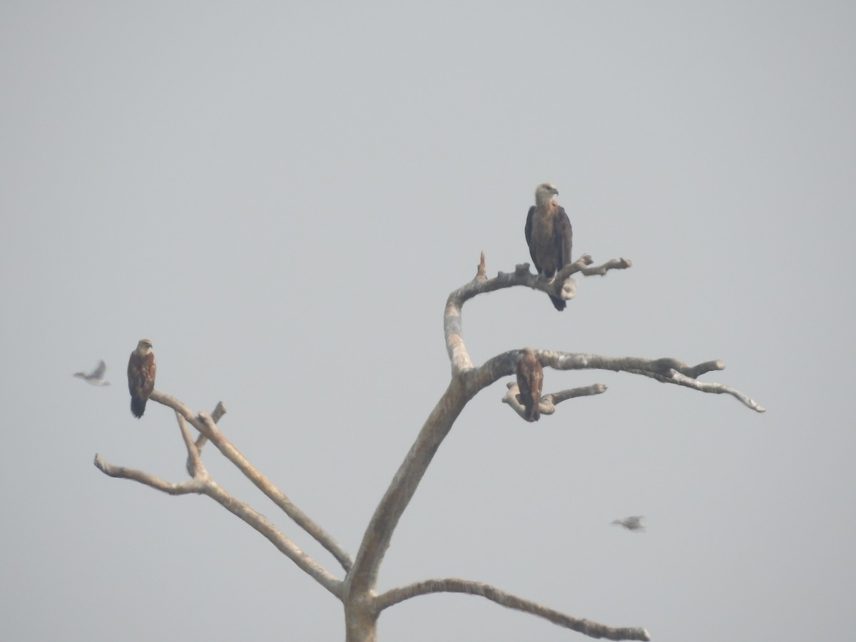 Pallas's Fish-Eagle - ML616023231