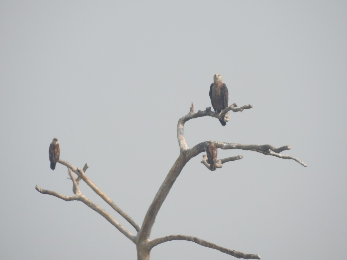 Pallas's Fish-Eagle - ML616023232