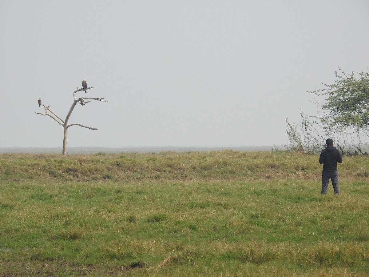 Pallas's Fish-Eagle - ML616023234