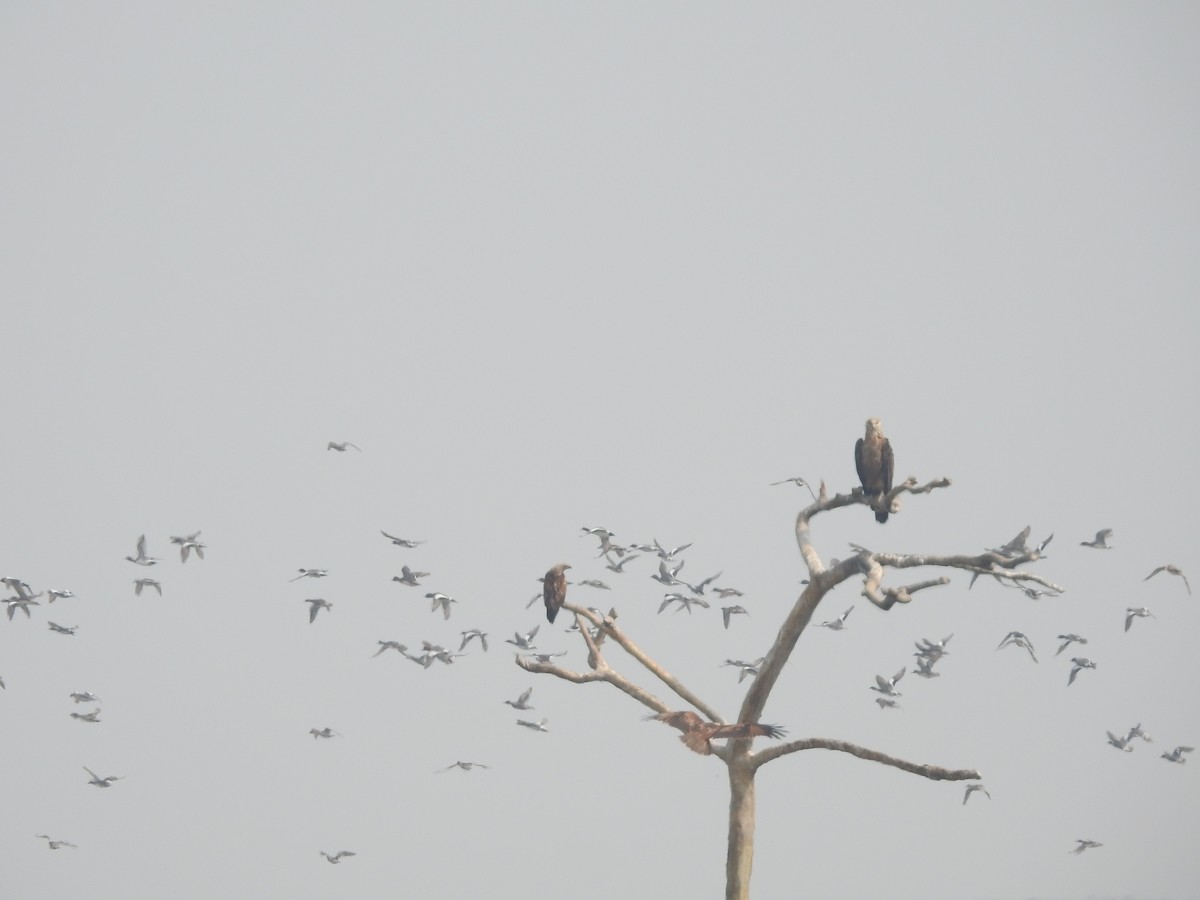 Brahminy Kite - ML616023239