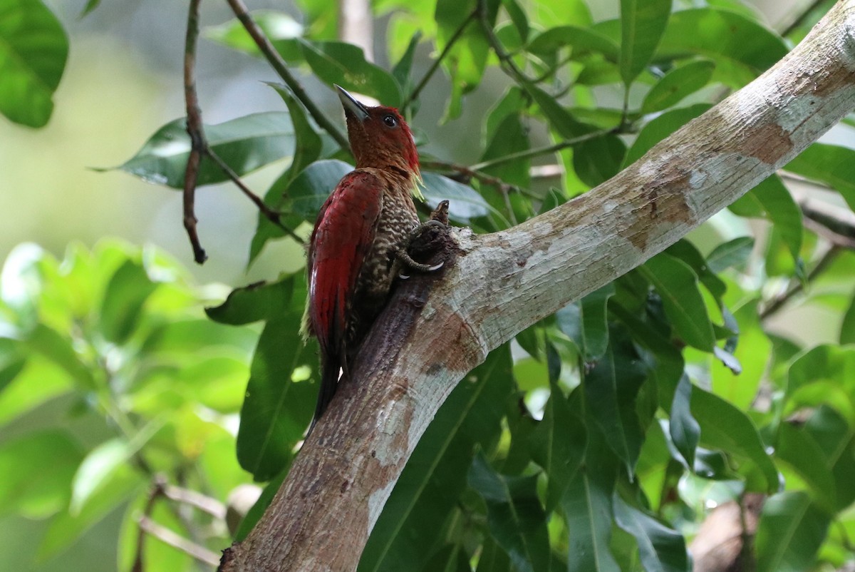 Banded Woodpecker - ML616023268