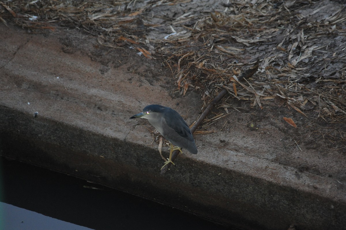 Black-crowned Night Heron - ML616023313