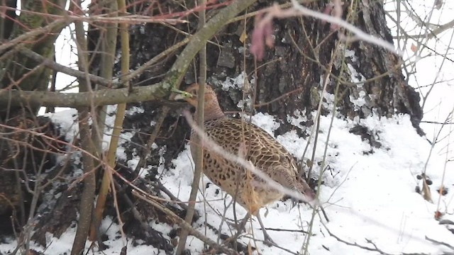 Ring-necked Pheasant - ML616023318