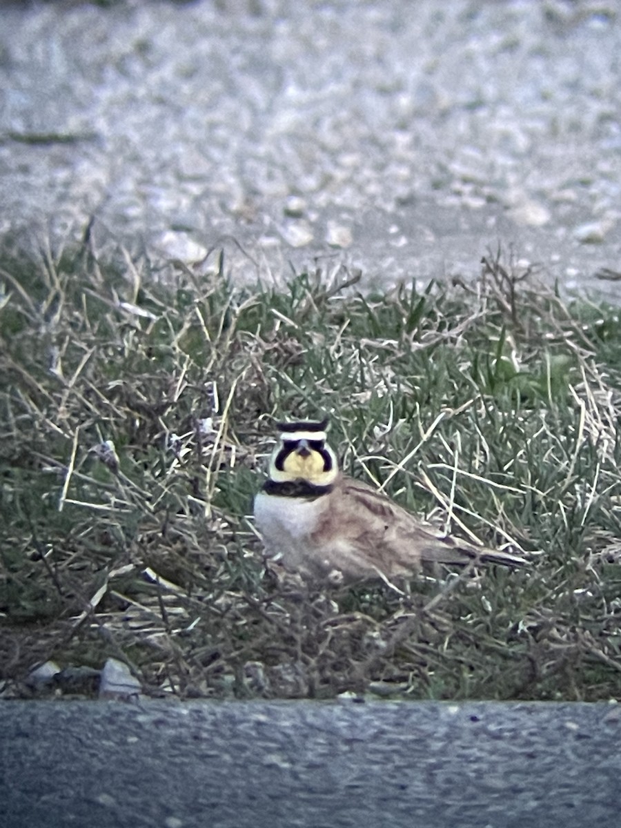 Horned Lark - ML616023355