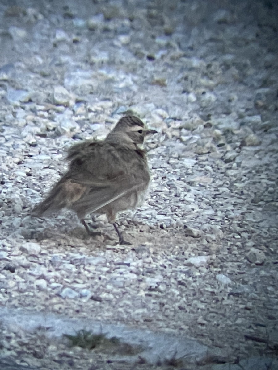 Horned Lark - ML616023356