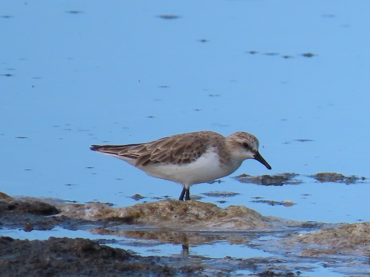 rødstrupesnipe - ML616023382