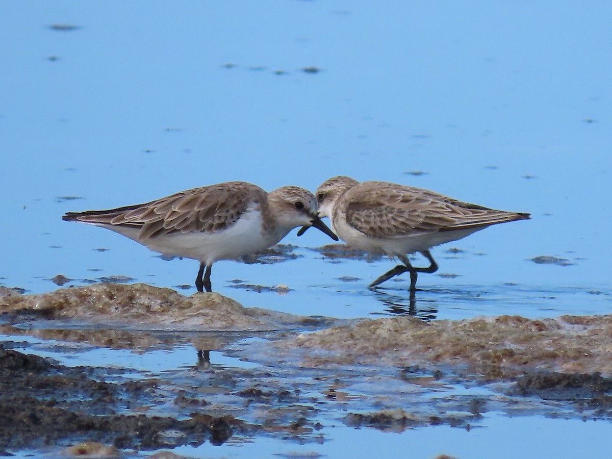 Red-necked Stint - ML616023383