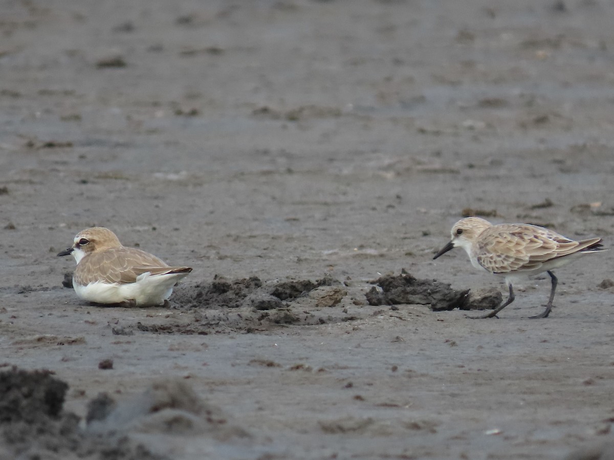 Red-necked Stint - ML616023384