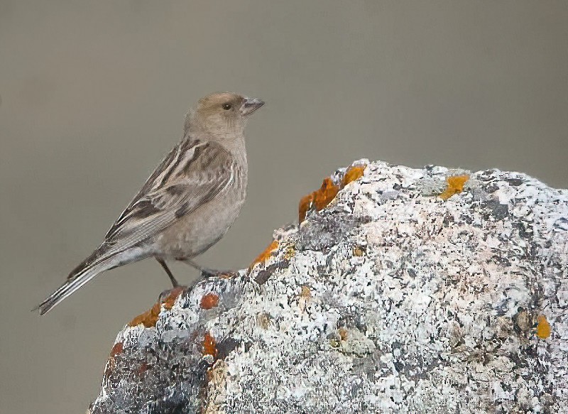 Plain Mountain Finch - Eric Francois Roualet