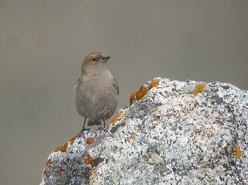 Plain Mountain Finch - Eric Francois Roualet