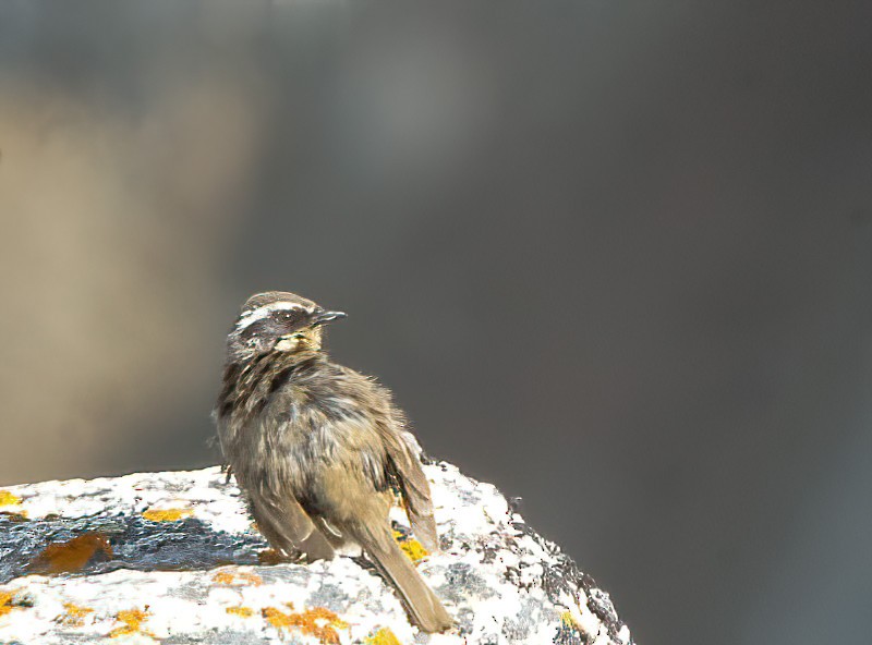 Brown Accentor - Eric Francois Roualet
