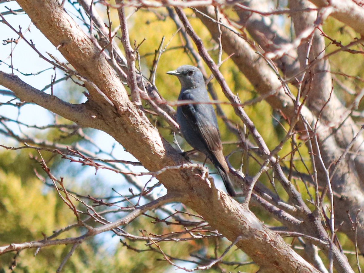 Blue Rock-Thrush - ML616023453