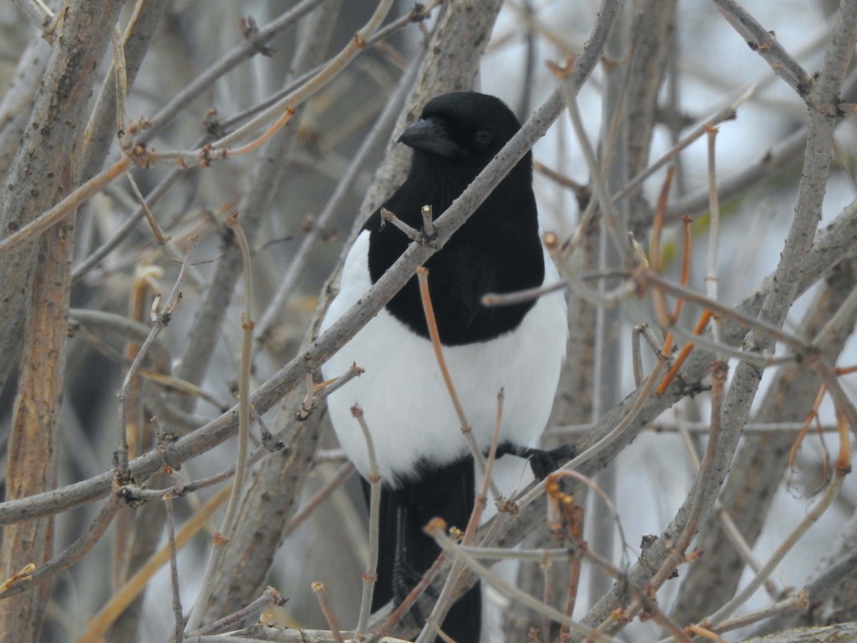 Eurasian Magpie - ML616023521