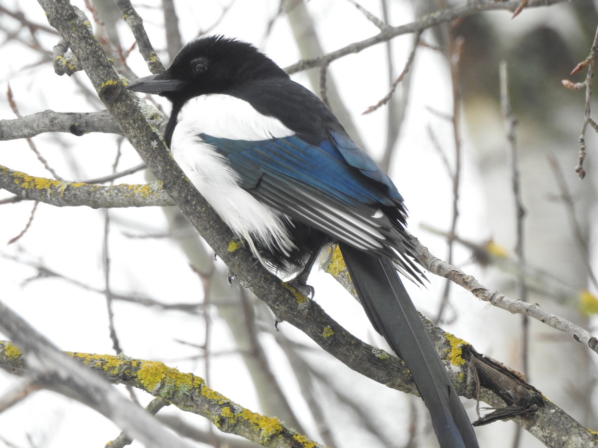 Eurasian Magpie - ML616023522