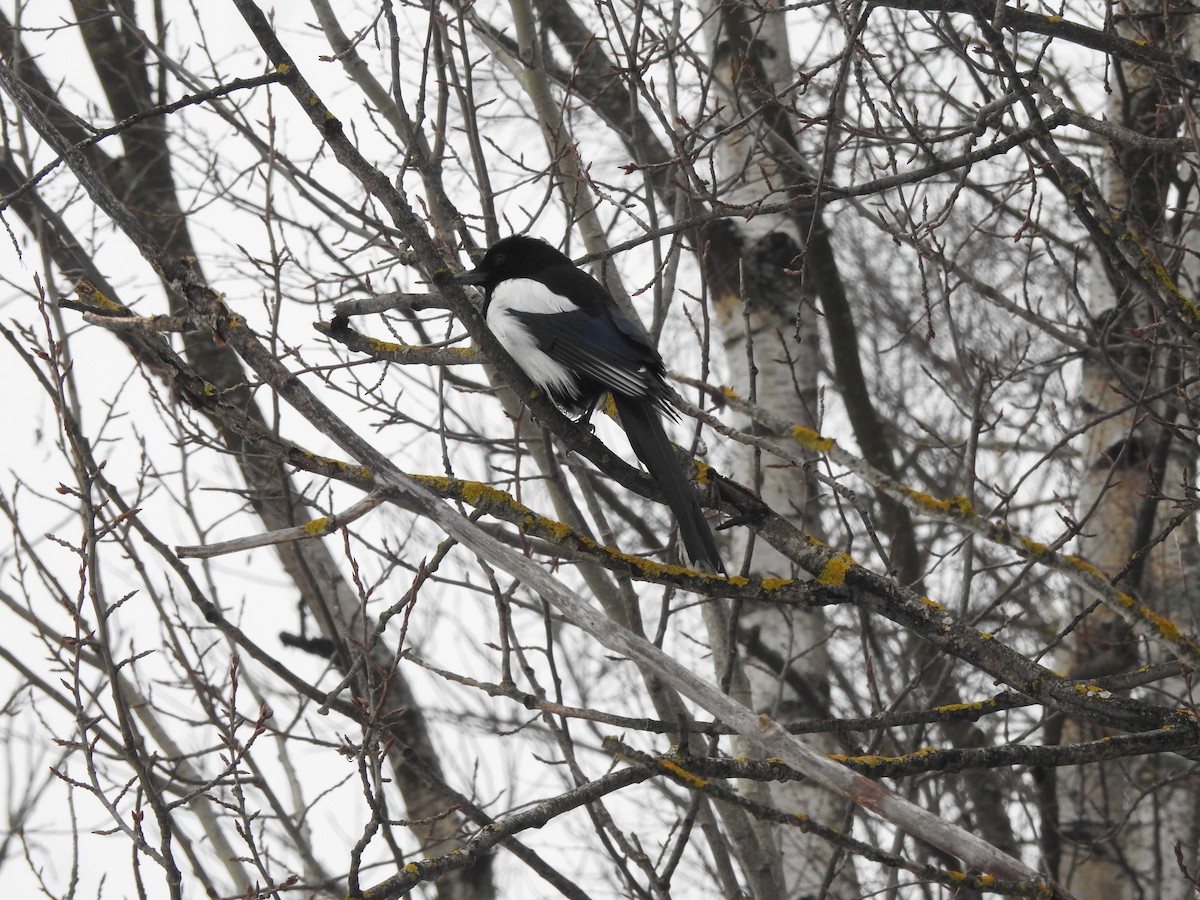 Eurasian Magpie - ML616023523