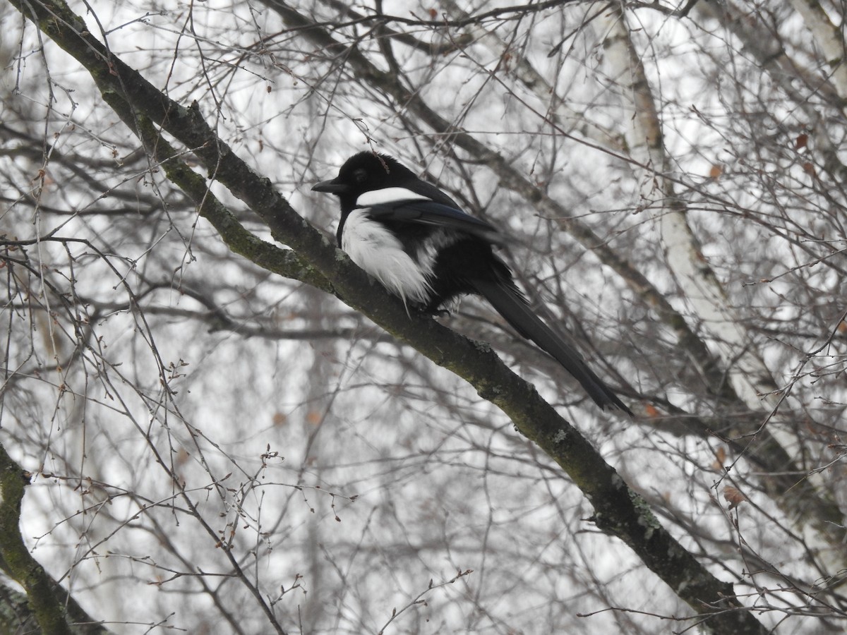 Eurasian Magpie - ML616023524