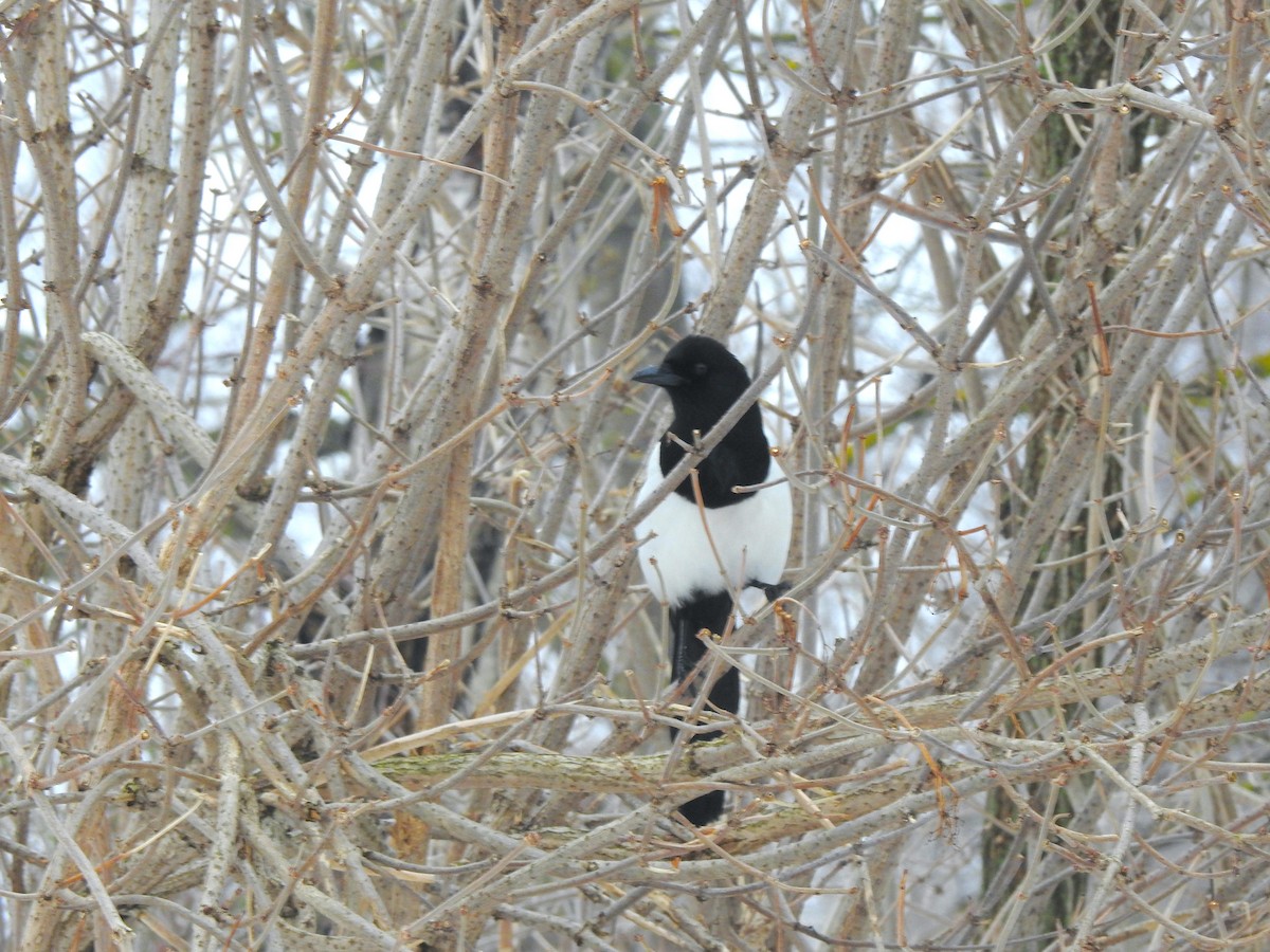 Eurasian Magpie - ML616023525