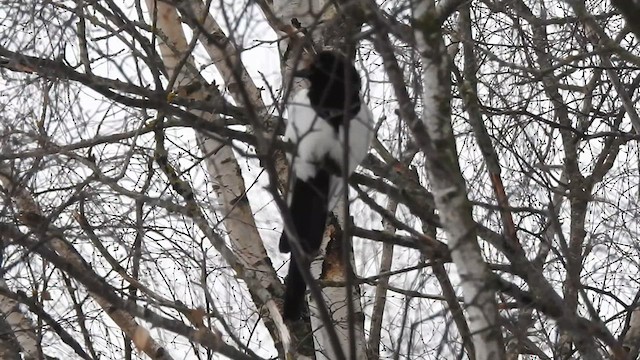 Eurasian Magpie - ML616023526