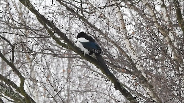 Eurasian Magpie - ML616023527