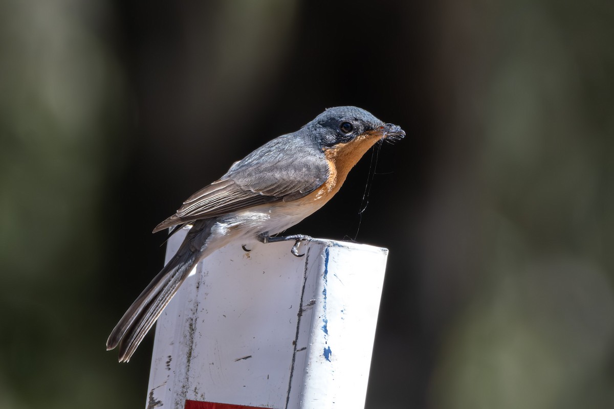 Leaden Flycatcher - ML616023532