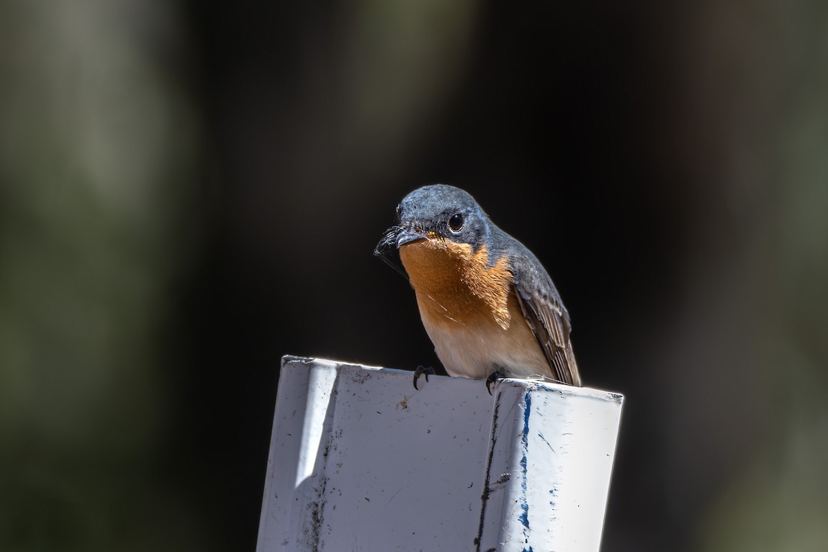 Leaden Flycatcher - ML616023533