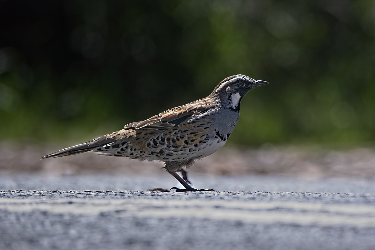 Spotted Quail-thrush - ML616023584