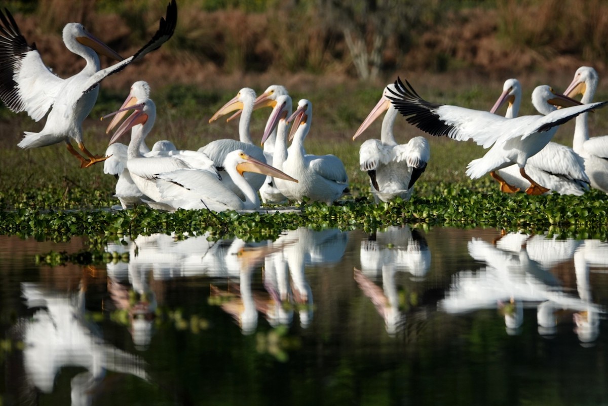 American White Pelican - deborah grimes