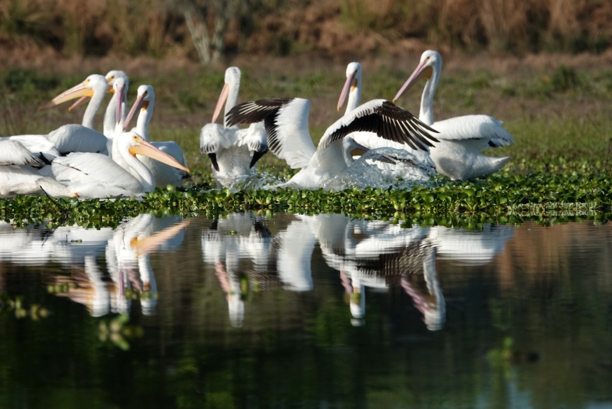 American White Pelican - ML616023600