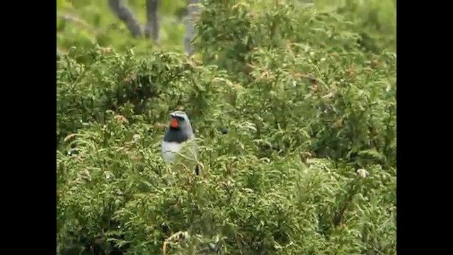 Himalayan Rubythroat - ML616023620