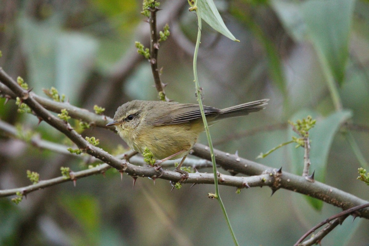 Aberrant Bush Warbler - ML616023639