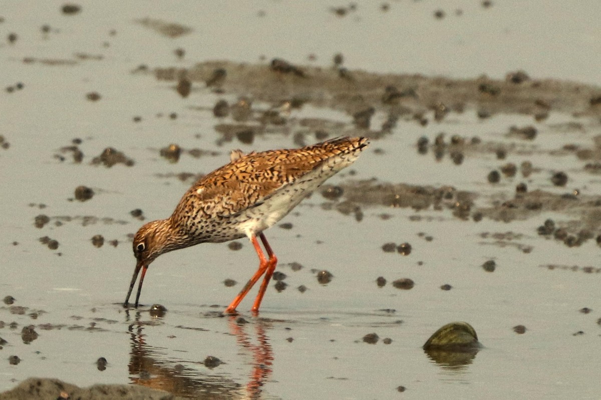 Common/Spotted Redshank - ML616023648