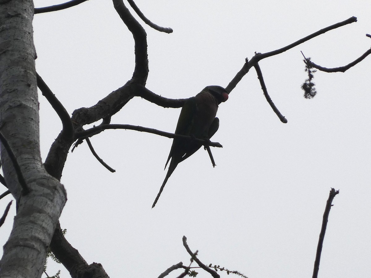 Red-breasted Parakeet - ML616023780