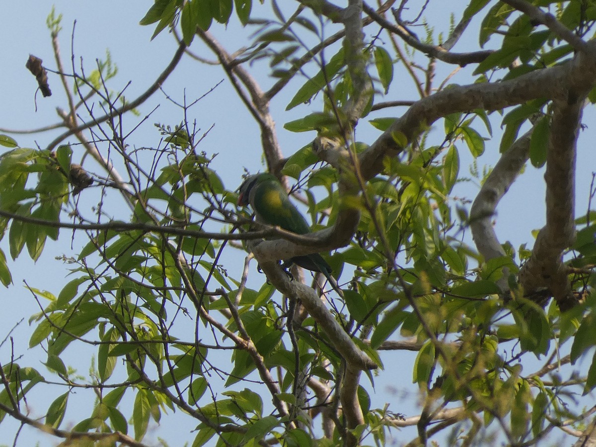 Red-breasted Parakeet - ML616023834